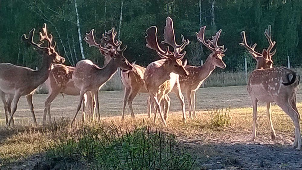 Daniele Byki Łyżkarze Samce
