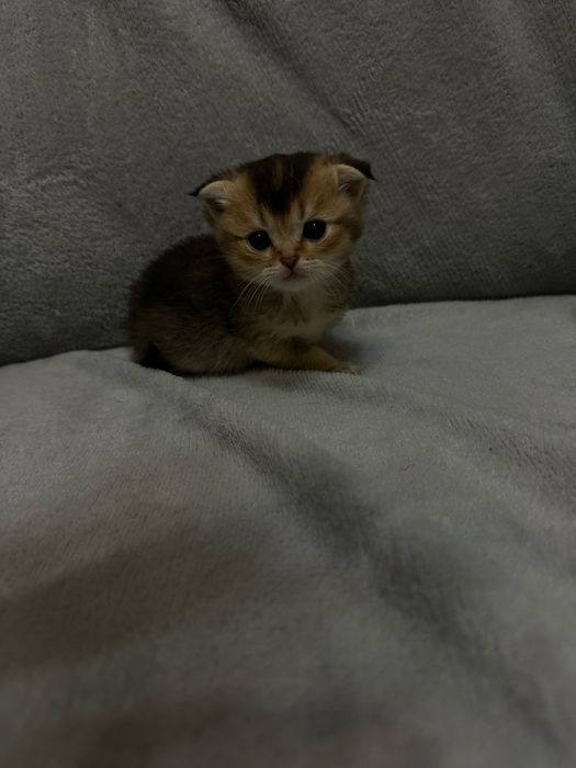 бронювання кошенят