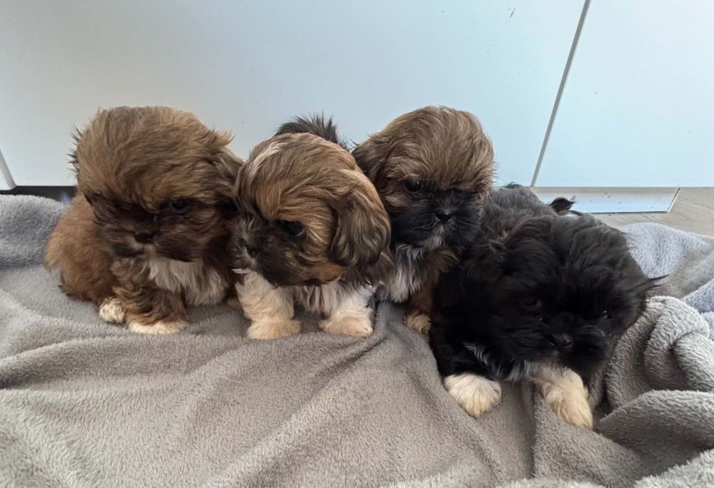 Samiec shih-tzu..