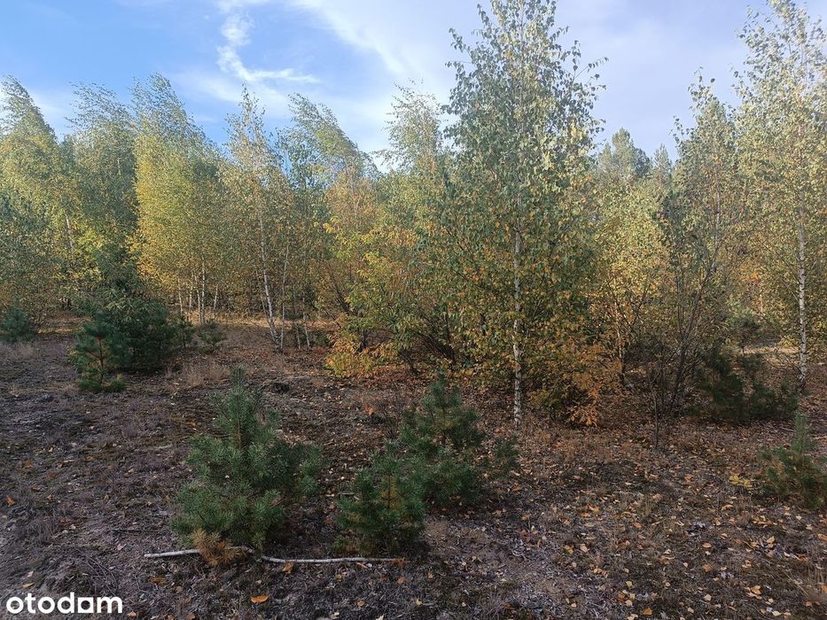 Działka budowlana 2250 m² blisko lasu