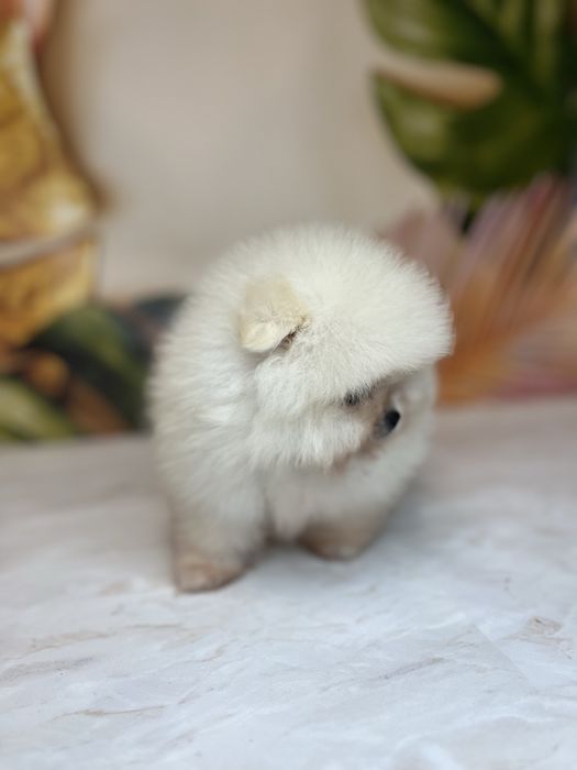 Міні дівчинка померанський шпіц