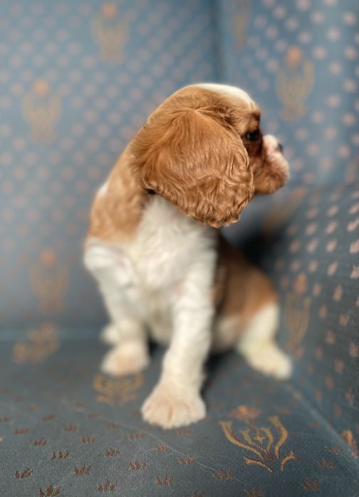 Cavalier king charles spaniel