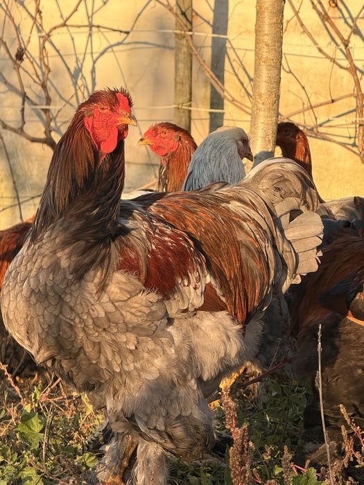 Galos Brahma perdiz azul