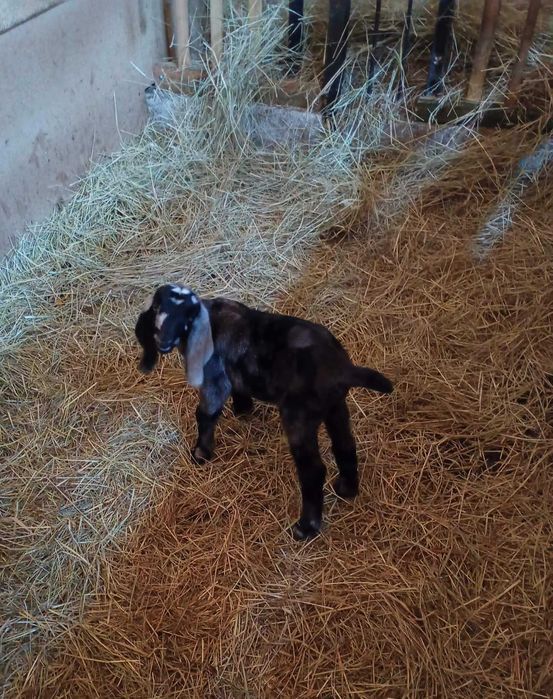 Koziołek Anglonubijski