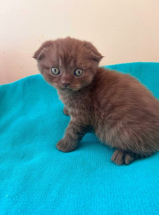 Шотландське висловухе кошеня!