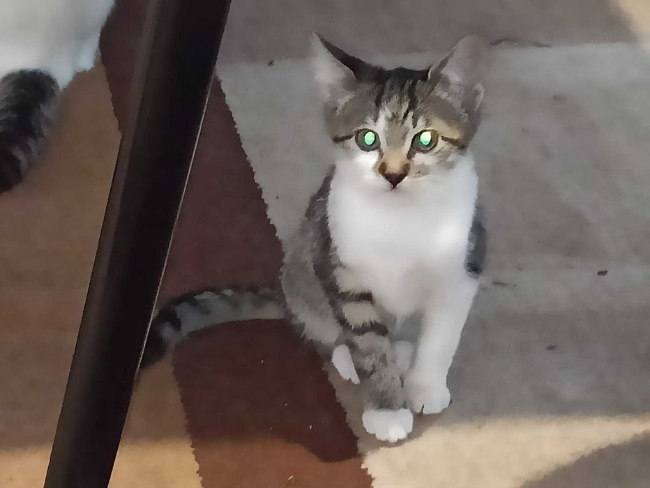 Віддамо кошенят(хлопчики)