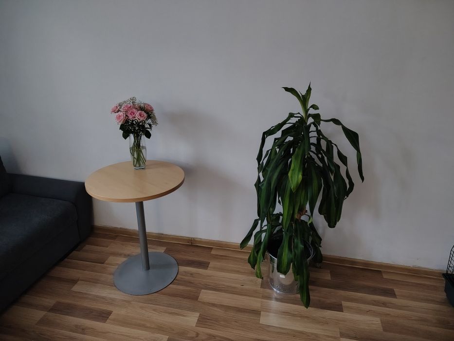 Dracena wonna (Dracena fragrans)