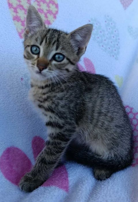 Kocurek do adopcji