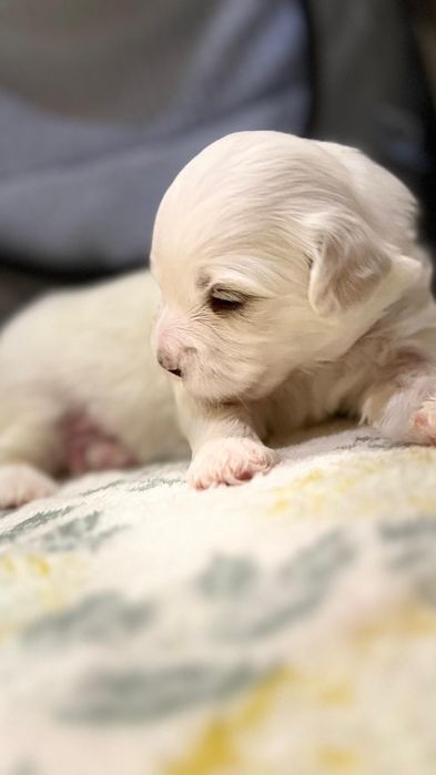 Maltańczyk , szczeniak