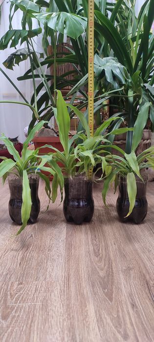 Драцена, кімнатна рослина, вазон