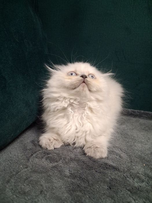 Kotka Brytyjska długowłosa