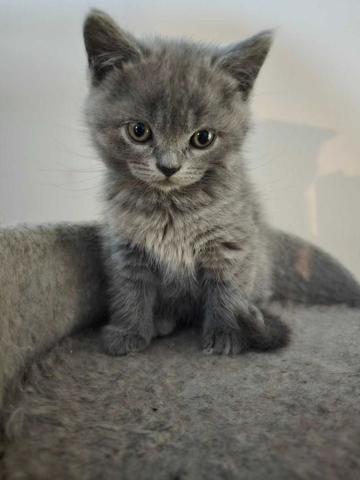 Kot Brytyjski Krótkowłosy Niebieski