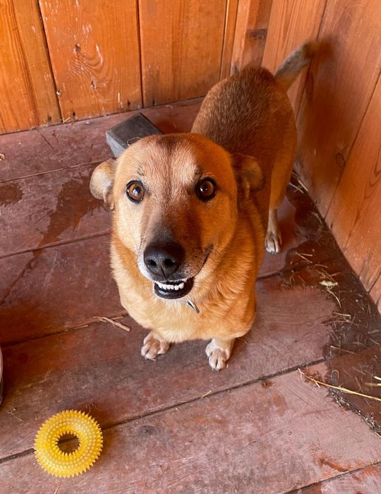 Pikuś - mądry piesek do adopcji