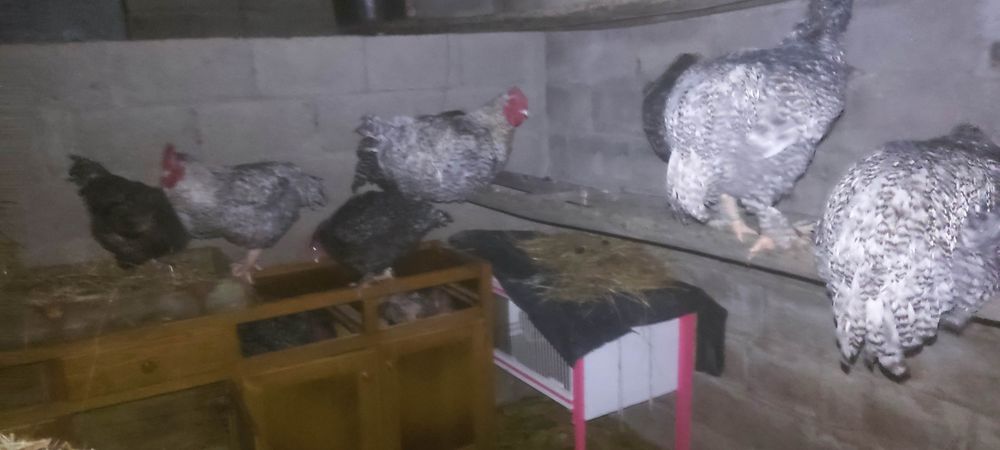 Galos e Galinhas Malines