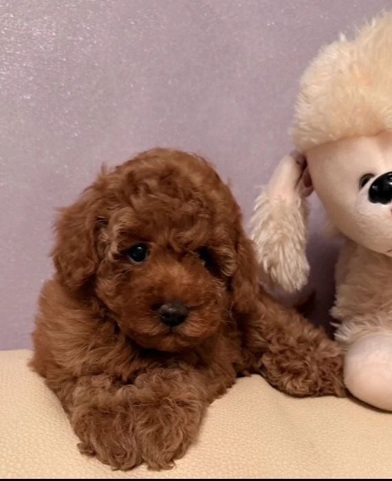 Хлопчик супер красень той пудель