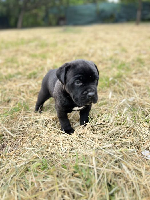 Залишилась одна красуня кане корсо