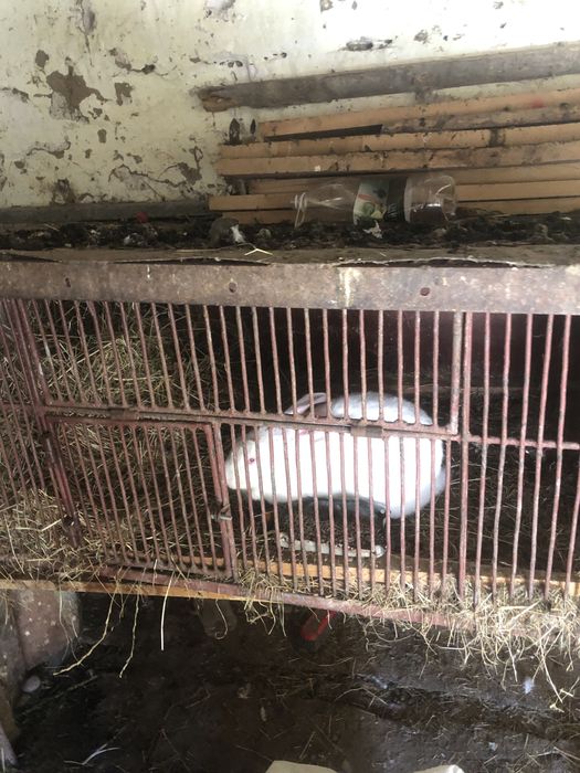 Кроликів жеве мясно