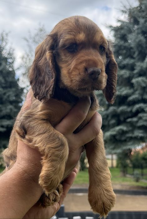 Śliczny cocker spaniel