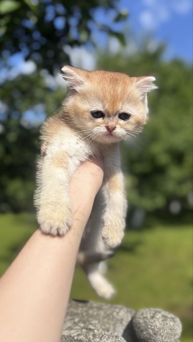Активне кошеня золотої шиншили