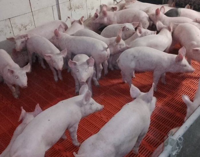 Поросята бекон опт 24-28 кг