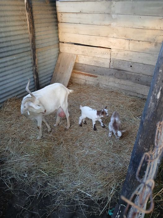 Saanen de excelente qualidade leiteira com duas chibas