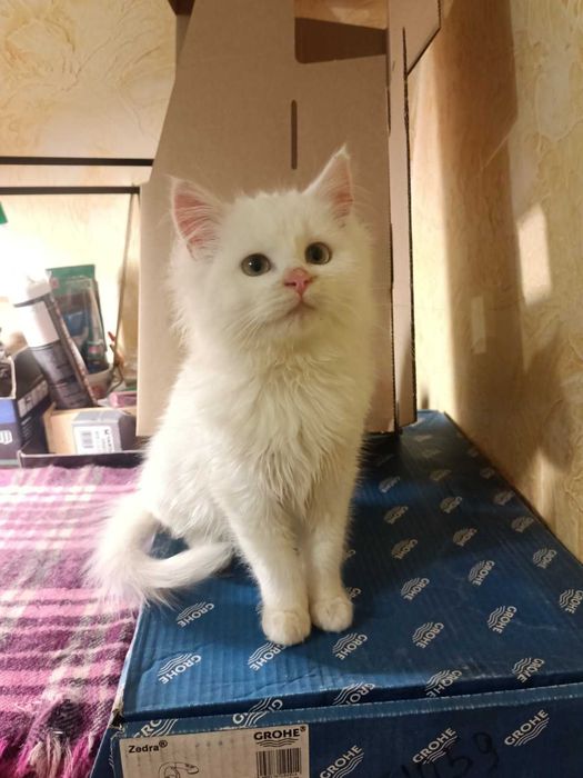 Отдам котенка в добрые руки