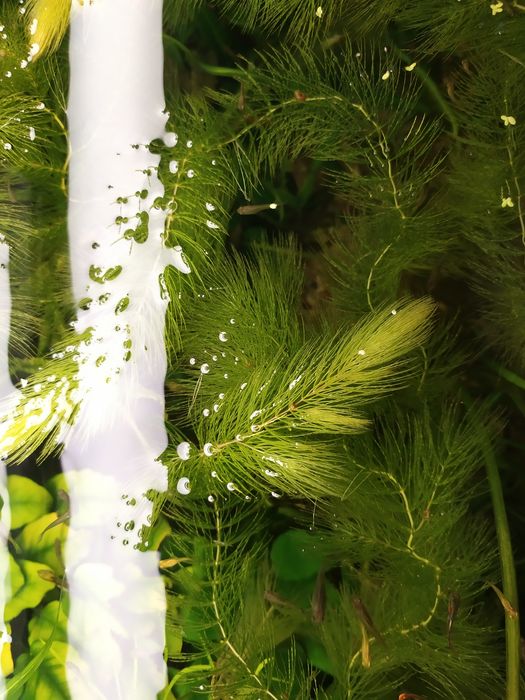 Rogatek bardzo ładny