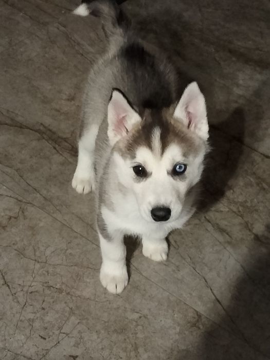 Sunia  Syberian Husky