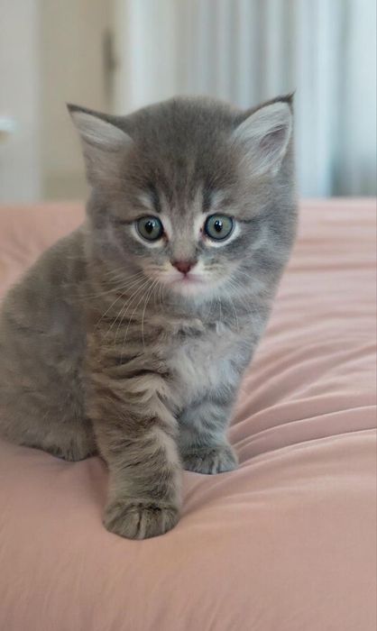 Шотландские котята