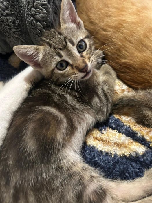 Gatinhos e Gatos para Adoção