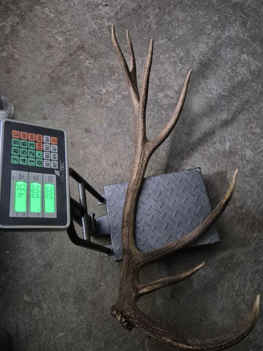 Poroże zrzut 4,35kg rogi jelenia