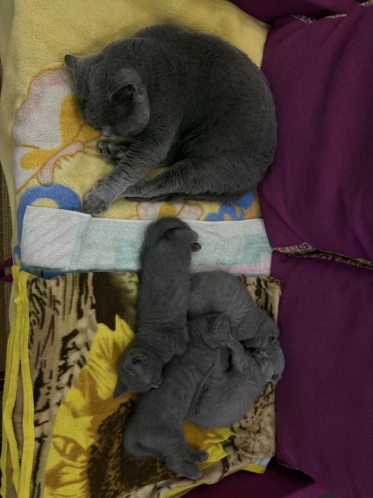 Котенята шотландці