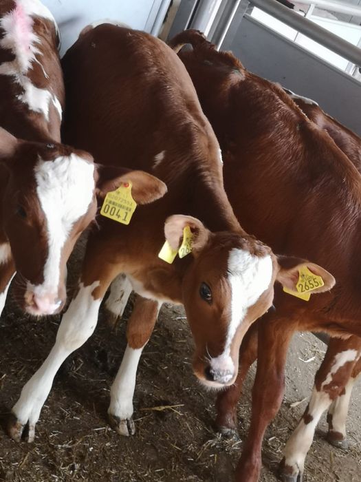 Cielaki na sprzedaż