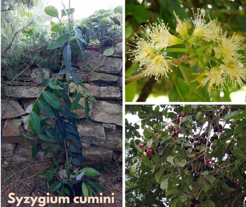 Syzygium cumini