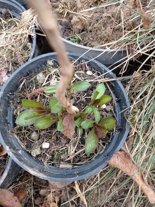 Nadwyżki bylin do ogrodu