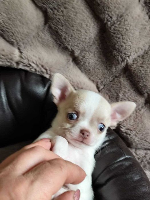 Чихуа для самых лучшим мам и пап