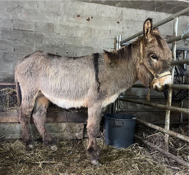 Burro Mirandês Novo