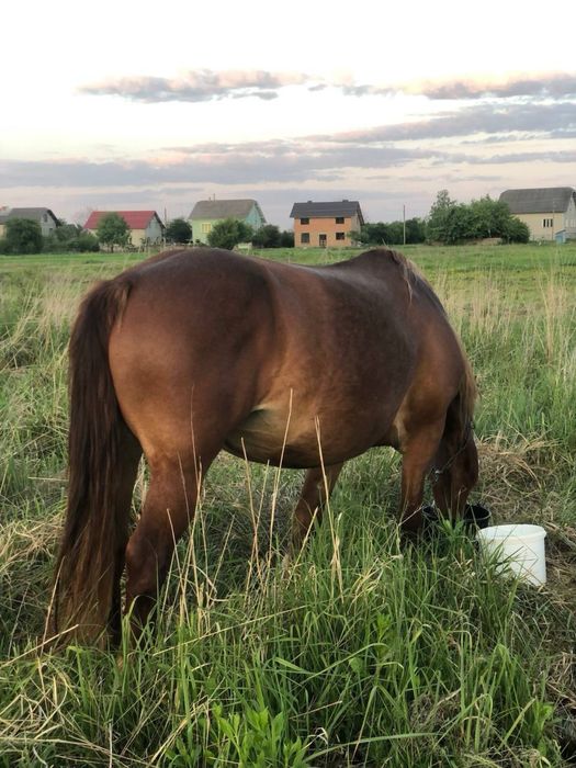 Продається кобила жеребна