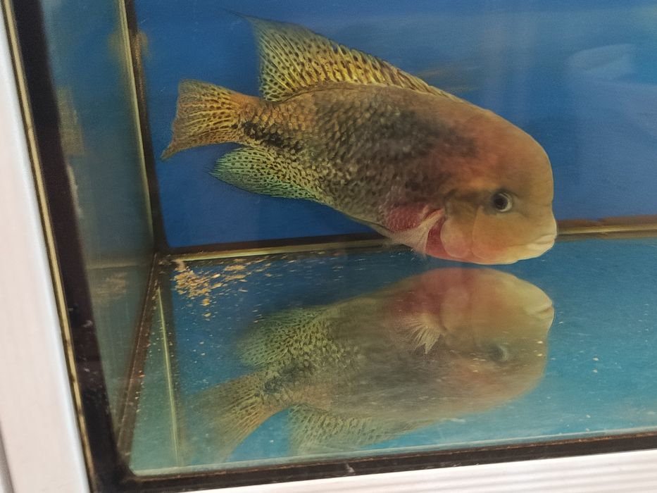 Vieja macho 30cm