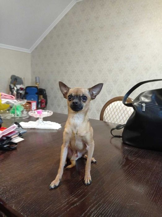 вязка Міні Той Терьер