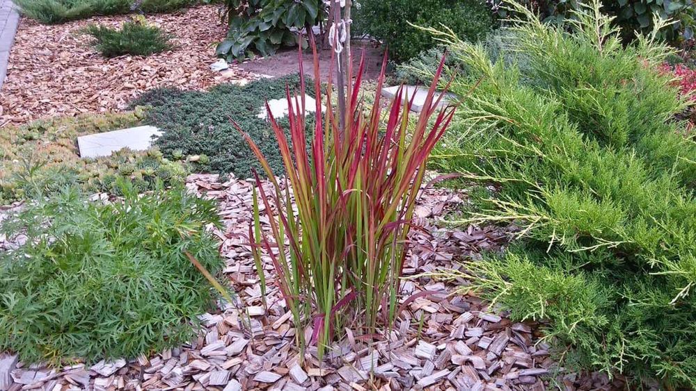 Сантоліна сиза та зелена Міскантус зебрінус, хаконехлоя