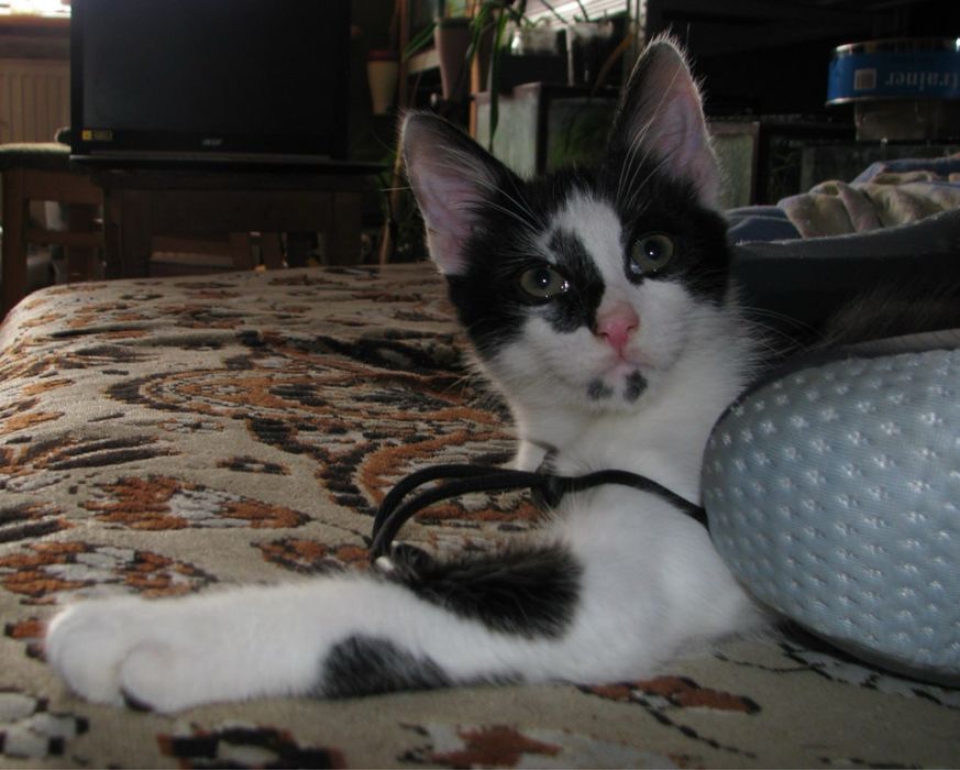 Отдам котенка в хорошие руки