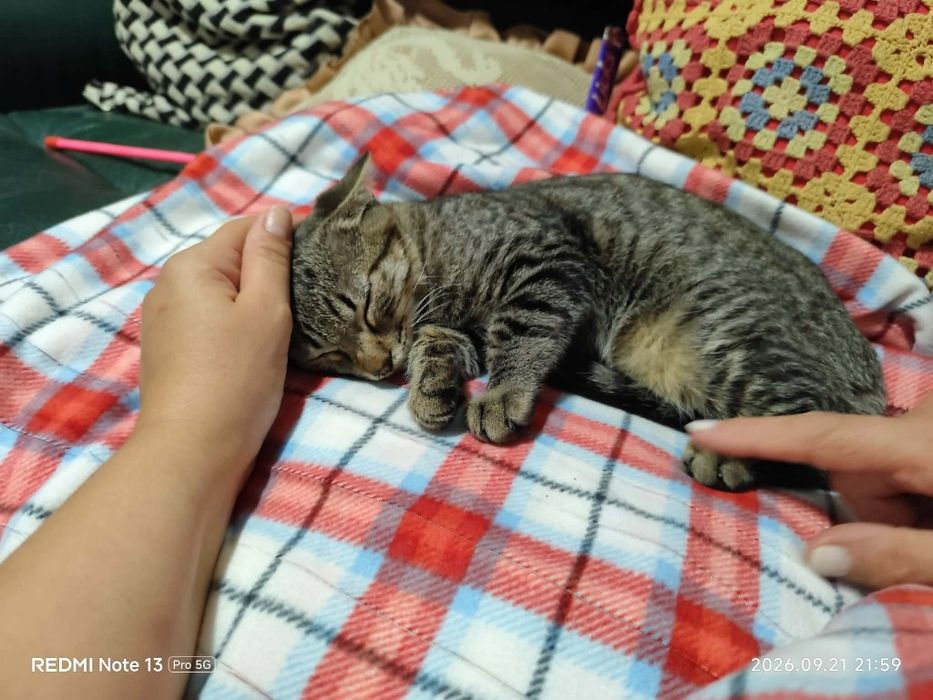 gatinho muito meigo para adoção