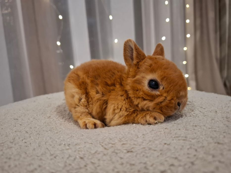 Karzełek rex pomarańczowy króliczek miniaturka orange mini lop