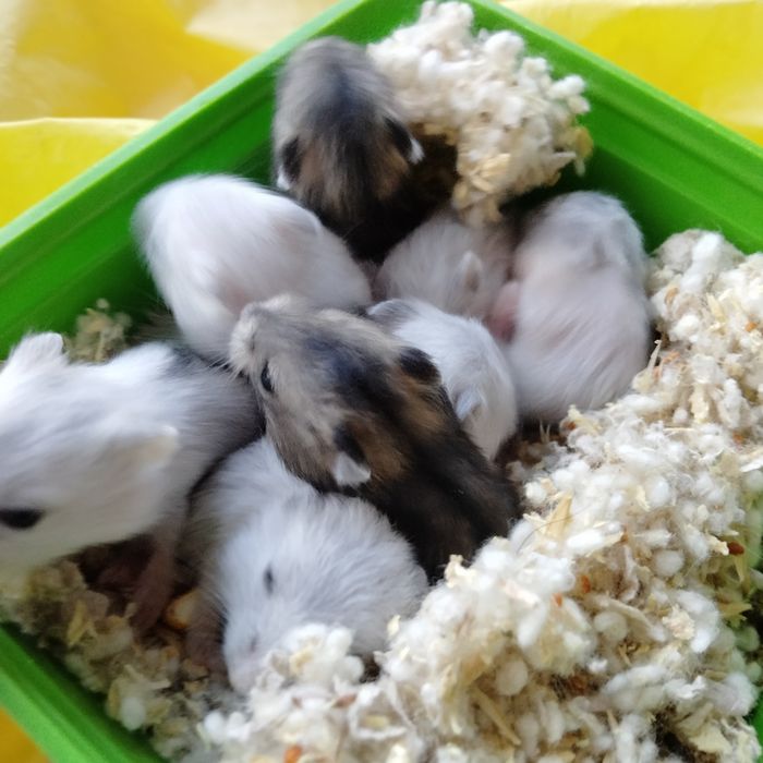 Джунгарські хом'ячки