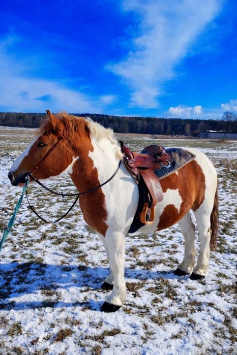 Wałach zimnokrwisty gniadosrokaty