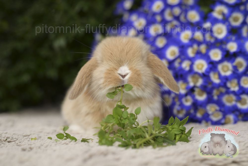 Карликові висловухі кролики з розплідника. Вакциновані та з профілакт.
