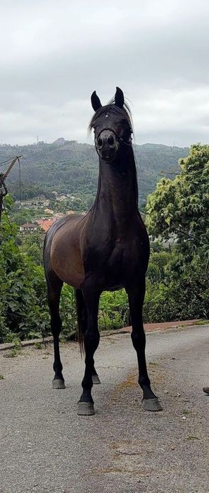 Poltra malhada filha de  pai psa  e mae standarbred