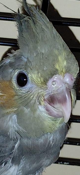 Papugi nimfy ręcznie dokarmiane