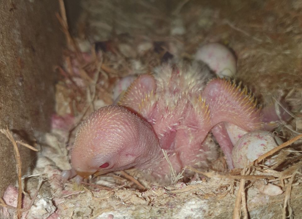 Lindo Roseicolli criado à mão